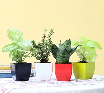 Foliage & Air Purifying Plant Set