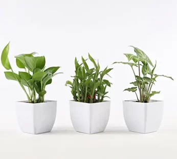 Set of Foliage & Bamboo Plants In White Pot