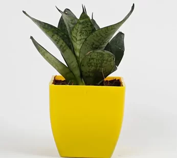 Snakeskin Sansevieria Plant in Imported Plastic Pot