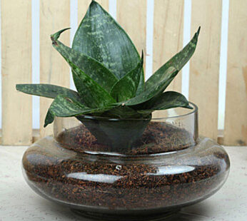 Soothing Sansevieria Trifasciata Terrarium