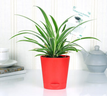 Soulful Spider Plant