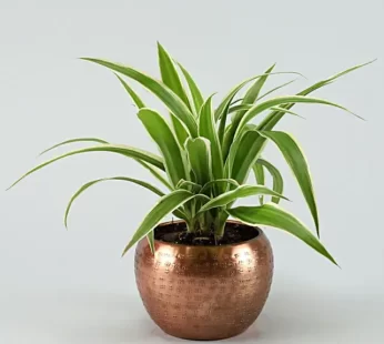 Spider Plant In Brass Metal Pot