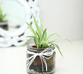 Spider Plant Mason Jar Terrarium