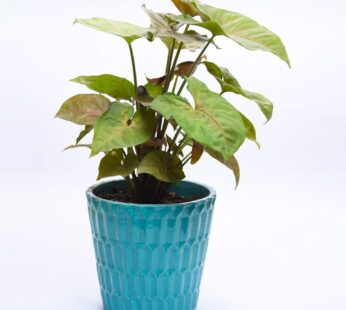 Esroilr Bronz Syngonium Plant