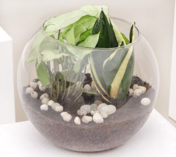 Syngonium And Snake Plant Terrarium