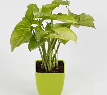 Syngonium Green Plant in Imported Plastic Pot