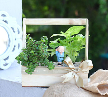 Syngonium N Jade Plant Handle Basket Terrarium