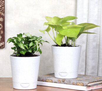 Syngonium N Money Plant Combo