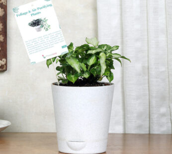 Syngonium Plant