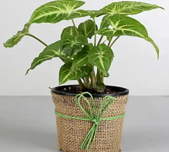 Syngonium Plant Elegance