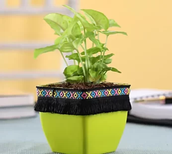 Syngonium Plant in Green Square Pot with Boho Lace