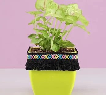 Syngonium Plant in Green Square Pot