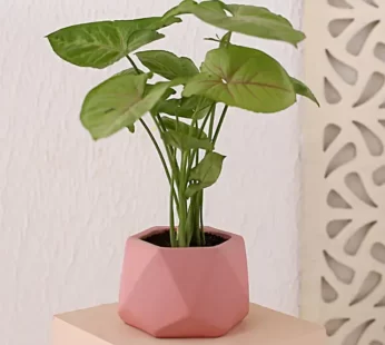 Syngonium Plant In Pink Diamond Pot