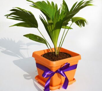 Table Palm Plant