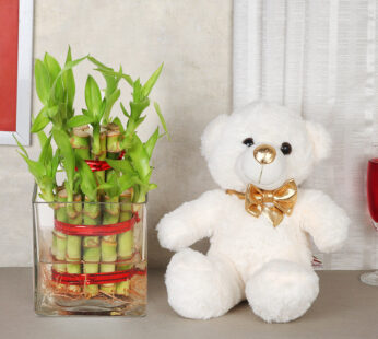 Two Layer Bamboo Teddy Combo