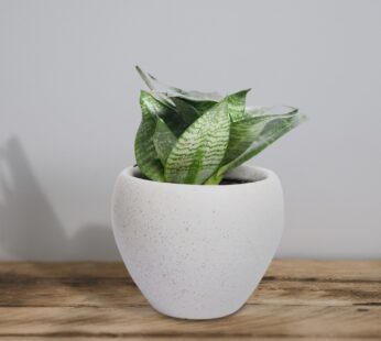 White Melody Sansevieria