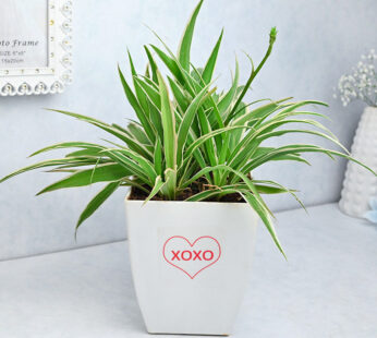 XOXO Spider Plant