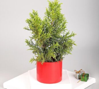 Moonlight Christmas Cypress Plant